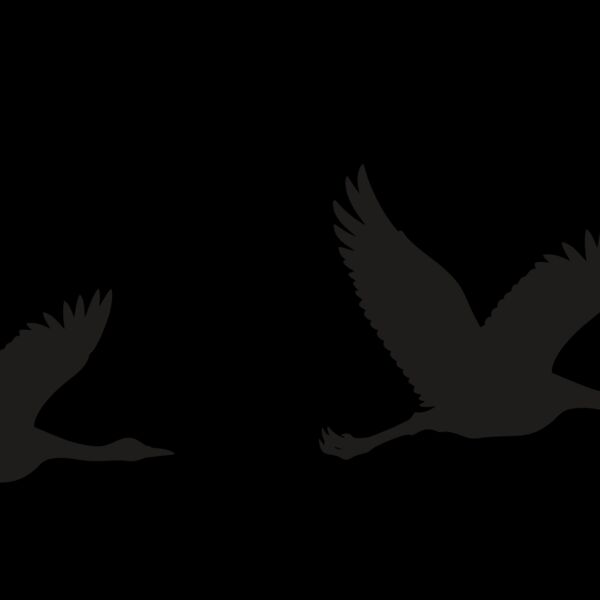 Ducks Flying Row Thumbnail